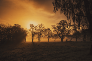 Shilouette of Trees in Parkland, WA